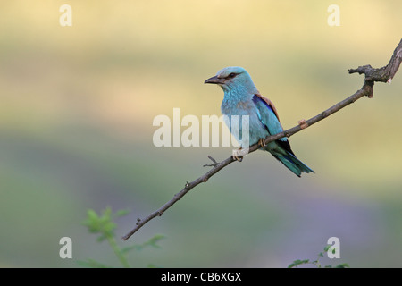 Blauracke Coracias Garrulus, Bulgarien Stockfoto