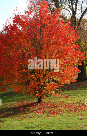 Spitz-Ahorn. Acer Platanoides. Herbst (Herbst) Farben. Stockfoto