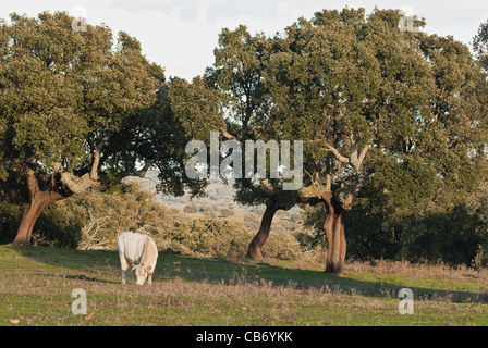 Kuh auf der Weide Weide in einer 'ehesa', die typischen Spanischen umgewandelt und gelöscht Oakwood. Nationalpark Monfrague, Caceres, Extremadura Stockfoto