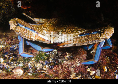 Portunus Pelagicus, auch bekannt als die Blume Krabbe, blaue Krabbe, blauen Schwimmer Krabbe, blaue Manna Krabbe oder Sand Krabbe Stockfoto