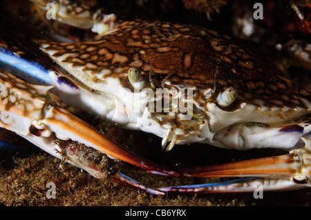 Portunus Pelagicus, auch bekannt als die Blume Krabbe, blaue Krabbe, blauen Schwimmer Krabbe, blaue Manna Krabbe oder Sand Krabbe Stockfoto