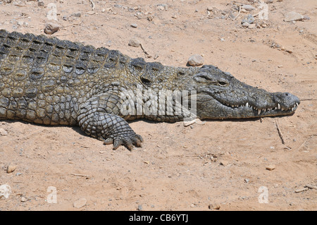 Israel, Aravah, Krokodil und Alligator-Zuchtfarm Stockfoto