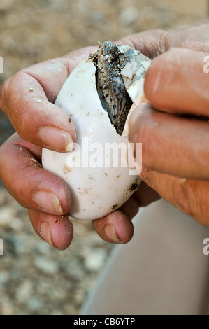 Israel, Aravah, Krokodil und Alligator Zucht Bauernhof Krokodil Schraffur Stockfoto