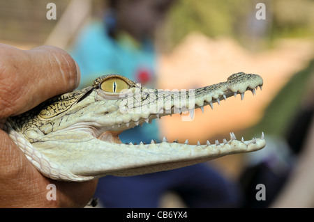 Israel, Aravah, Krokodil und Alligator-Zuchtfarm Stockfoto