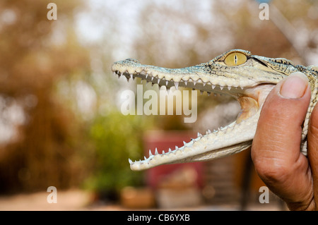 Israel, Aravah, Krokodil und Alligator-Zuchtfarm Stockfoto