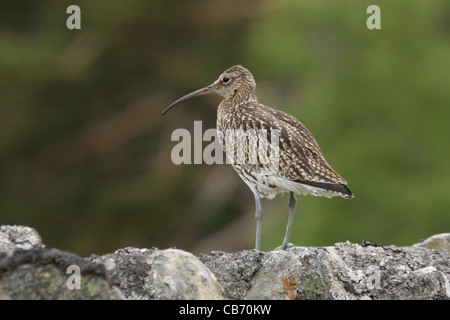 Brachvogel Numenius Arquata UK Stockfoto