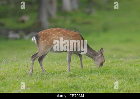 Sika Hirsch Cervus Nippon UK Stockfoto