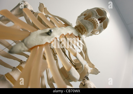 Medizinische Skelett menschlicher Schädel Orthopädie Stockfoto