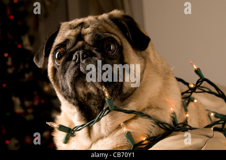 Mops-Wrapped in Lichter vor Weihnachten Baum. Stockfoto