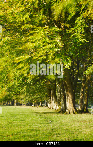 Reihe von Bäumen. Cricket St. Thomas. Somerset. England. VEREINIGTES KÖNIGREICH. Stockfoto
