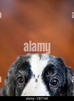 Cocker Spaniel Portrait Stockfoto