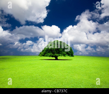 alten Baum auf der Wiese Stockfoto