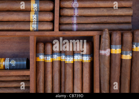 Cohiba Zigarren im Display, Havanna (La Habana), Kuba Stockfoto