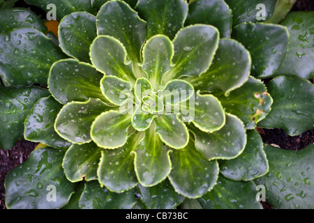 Bitterroot (Lewisia Cotyledon) Stockfoto