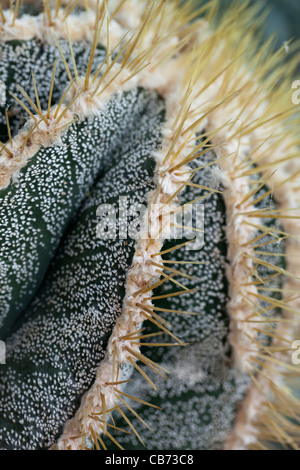 Der Mönch, Prickkaktus (Astrophytum ornatum) Stockfoto