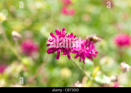 Globus Amaranth, Klotamarant (Gomphrena Nana) Stockfoto