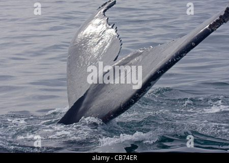 Fluke eines Buckelwal / Impressionen Novaeangliae Stockfoto