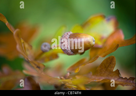 Nahaufnahme Bild einer Eichel oder Eiche Nuss Nuss Eiche - Quercus Stockfoto