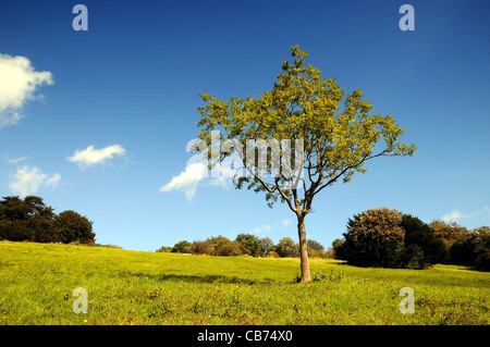 Einzelne Eberesche in herbstlichen Farben gegen blauen Himmel Stockfoto