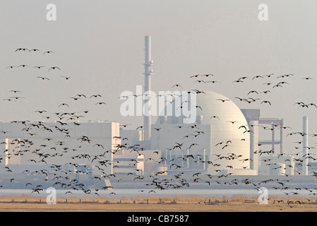 Seepocken mit Kernkraftwerk Brokdorf (Branta Leucopsis) Stockfoto