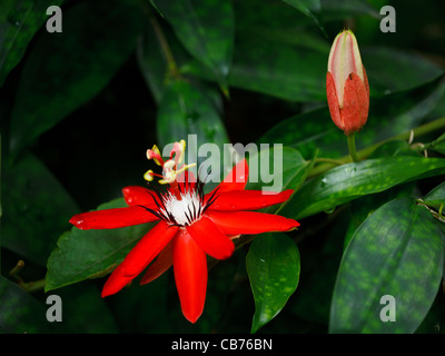 Rote Passionsblume - Passiflora Miniata Vanderplank Stockfoto