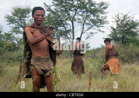 Buschmann / San sammeln Wurzeln für Lebensmittel in der Kalahari-Wüste in der Nähe von Ghanzi, Botswana, Afrika Stockfoto