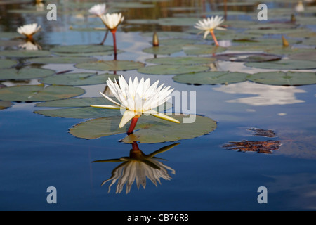 Weiße Seerosen auf See in das Okavango Delta, Botswana, Afrika Stockfoto