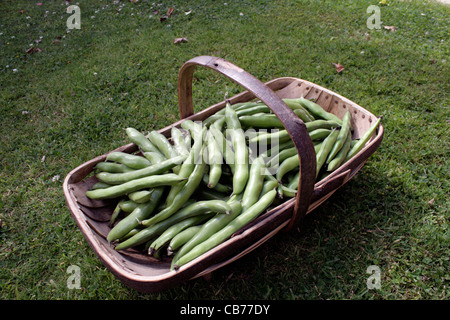 Frisch gepflückten Bohnen in Trug (The Sutton) Stockfoto