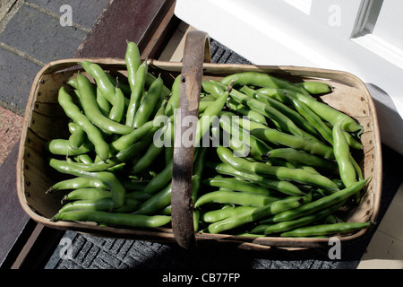 Dicke Bohnen im Sutton Stockfoto