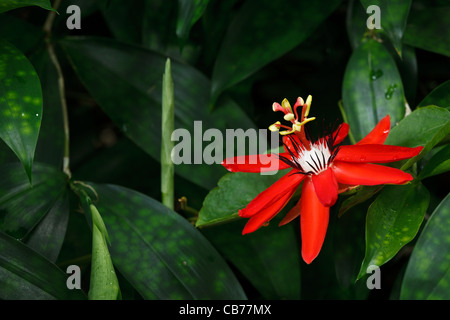 Rote Passionsblume - Passiflora Miniata Vanderplank Stockfoto