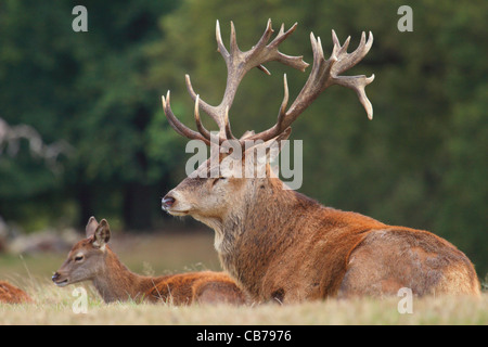 Hirsch Rothirsch dösen Gras neben Kalb Stockfoto