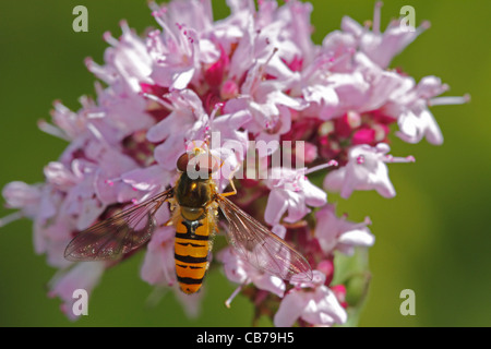 Marmelade Hoverfly (Episyrphus Balteatus), Erwachsene, Fütterung auf Viburnum Blume im Garten, Warwickshire, England, Juli Stockfoto