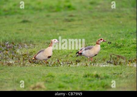 Ägyptische Gans, Alopochen Aegyptiacus auf Sumpf, Norfolk, England Stockfoto