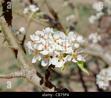 Bartlett Birnen in voller Blüte. Stockfoto