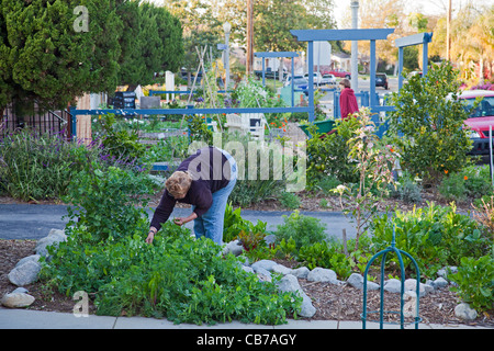 Gemeinschaftsgarten der Heiligen Krippe Episcopal Church in Westchester. Los Angeles, Kalifornien, USA Stockfoto