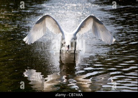 Männlichen Höckerschwan (Cygnus Olor) aggressiv Spritzwasser seinem Kumpel und Territorium zu verteidigen, während der Verschachtelung und Brutzeit Stockfoto