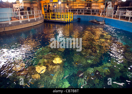 Hinter die Kulissen des Aquarium of the Pacific. Kunststoffe sind ewig Jugendgipfel - 12. März 2011. Hotel Maya, Long Beach Stockfoto