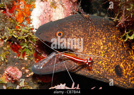 Gelbgefleckte Muräne oder Yellow-Margined Muräne Gymnothorax Flavimarginatus Zähne durch sauberere Garnele Lysmata Amboinensis gereinigt. Stockfoto