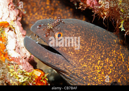 Gelbgefleckte Muräne oder Yellow-Margined Muräne Gymnothorax Flavimarginatus mit Putzergarnelen, Urocaridella antonbruunii Stockfoto