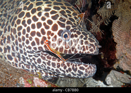 Eine Bienenwabe oder Leopard Muräne, Gymnothorax Favagineus, mit zwei Putzergarnelen, Lysmata Amboinensis auf den Mund und Kopf Stockfoto