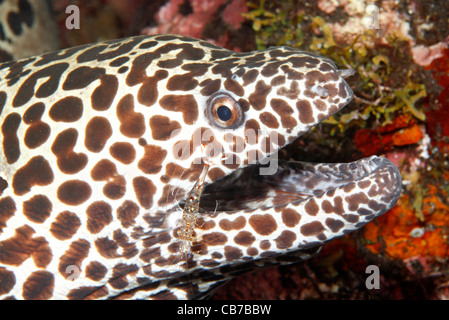 Waben Sie-Muräne, auch genannt Leopard Muräne Gymnothorax Favagineus mit Putzergarnelen, Urocaridella Antonbruunii auf seinem Gesicht. Stockfoto