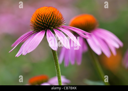 Lila Sonnenhut, Echinacea purpurea Stockfoto