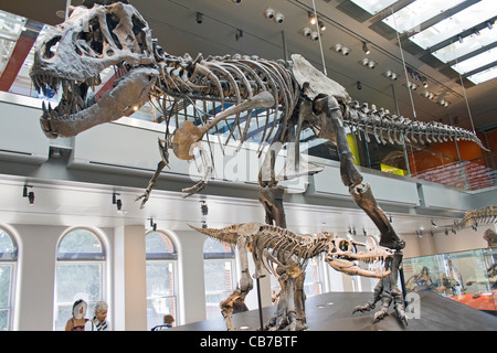 Thomas T. Rex, Tyrannosaurus Rex Dinosaurier Hall, Natural History Museum, Los Angeles, Kalifornien, USA Stockfoto