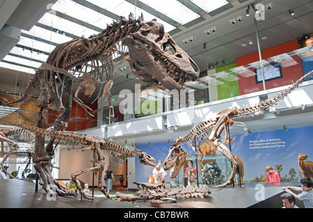 Thomas T. Rex, Tyrannosaurus Rex Dinosaurier Hall, Natural History Museum, Los Angeles, Kalifornien, USA Stockfoto