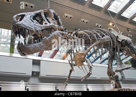 Thomas T. Rex, Tyrannosaurus Rex Dinosaurier Hall, Natural History Museum, Los Angeles, Kalifornien, USA Stockfoto