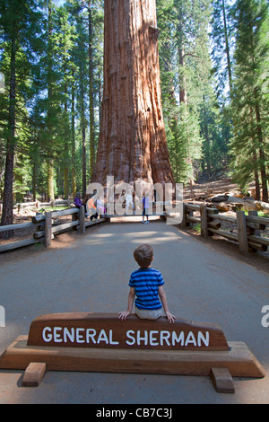 General Sherman. Sequoia Nationalpark, Kalifornien, USA Stockfoto