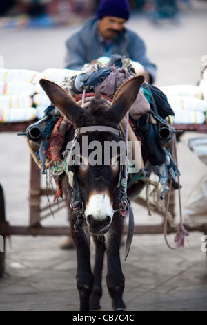 Bilder aus Marokko, Reisen vor allem in Marrakesch, Essaouira und Rabat. Stockfoto