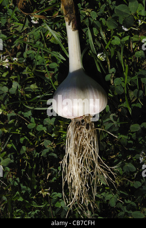 Frisch geernteter Knoblauch (Alium Sativum) Leuchtmittel. Stockfoto