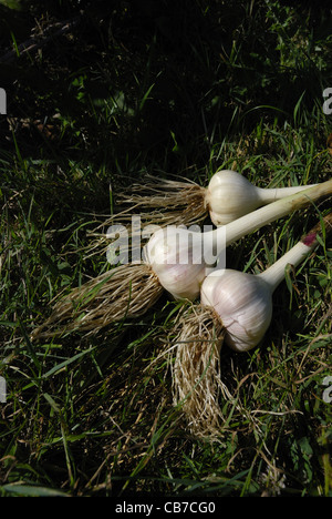 Frisch geernteter Knoblauch (Alium Sativum) Leuchtmittel. Stockfoto