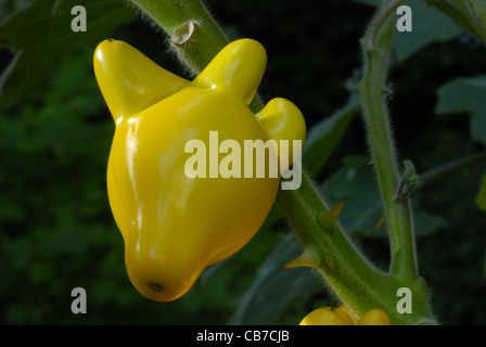 Eine einzige Frucht aus einer Solanum Mammosum abwechselnd als Nippel Obst, Kuh Euter und Titty Frucht bekannt. Stockfoto